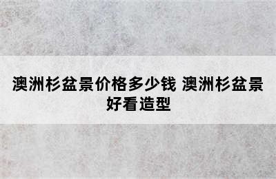 澳洲杉盆景价格多少钱 澳洲杉盆景好看造型